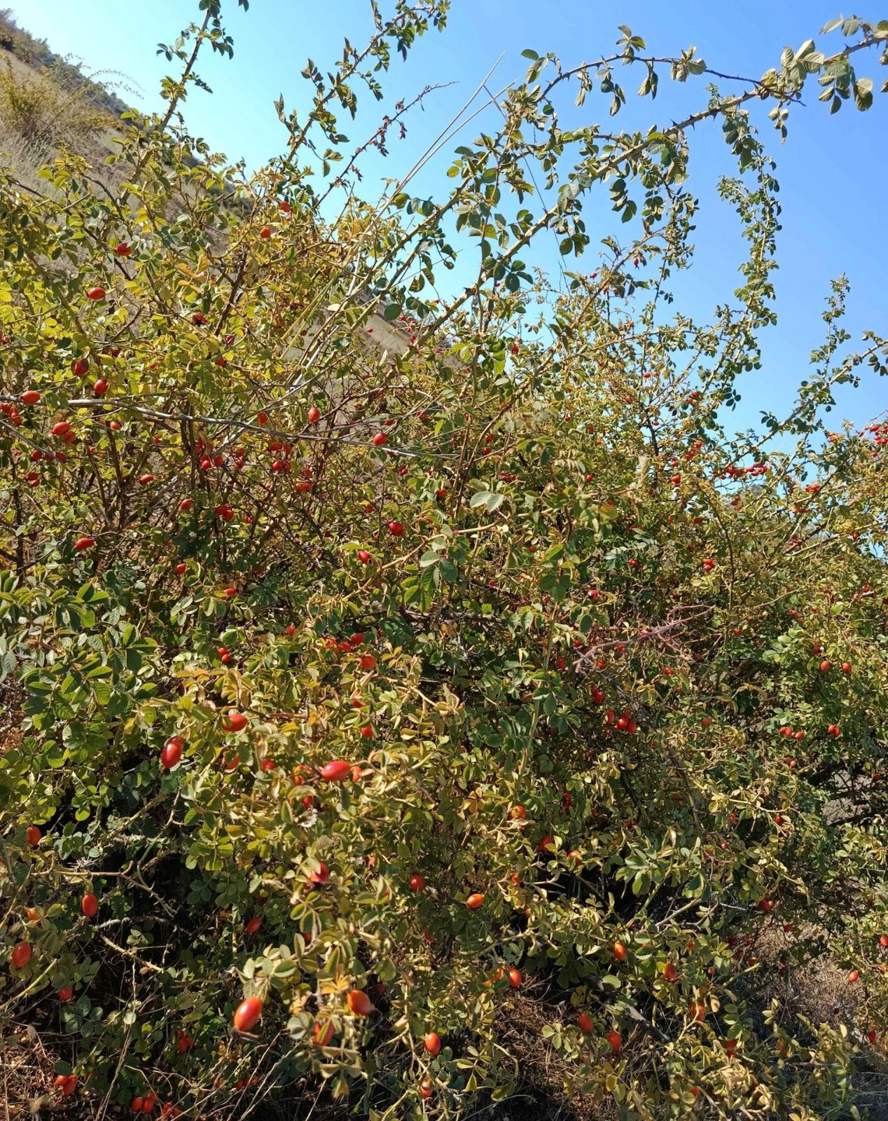 Aceite de Rosa Mosqueta — Exportación a Granel | Chilean Natural Oils